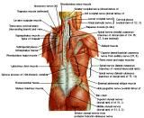 Anatomie: buikwand,rug,rugspier,buikspier,musculus obliquus,musculus transversus,musculus rectus,Poupart,ligamentum inguinalis,lattisimus dorsi,a. epigastrica,serratus anterior,trapezius,gluteus,teres major,teres minor,rhomboideus,supraspinatus,infraspinatus,levetor scapulae